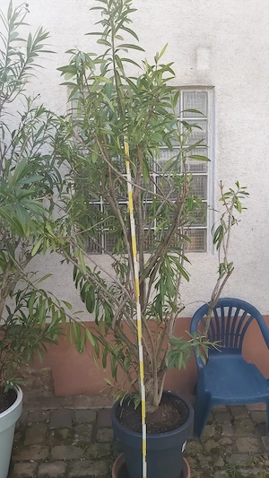 Oleander rot gross in neuen Topf höhe ca 2,2 m