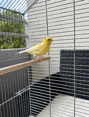 Kanarienvogel Weibchen mit Haube aus 2025