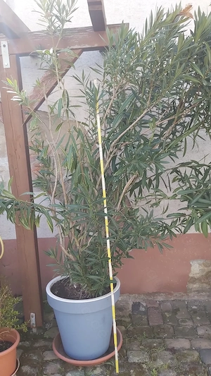 Oleander rot gross in neuen Topf Höhe ca 2,6 m