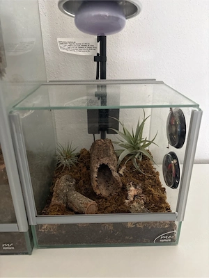 springspinnen suchen liebevolles zuhause 