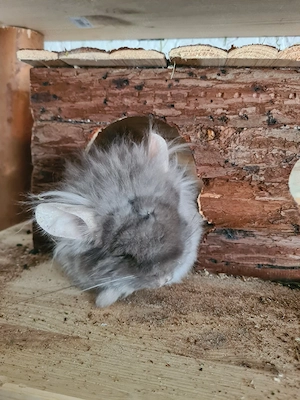 Chinchilla weibchen 