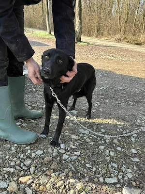 Welpe Hündin Mutter 18kg 53cm schwarz IN KROATIEN  Bild 10