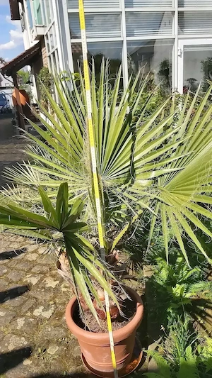 Mexikanische Washingtonpalme im Topf Höhe ca 1,5 m