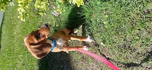 Liebevolle Hundewelpen suchen ein neues Zuhause