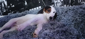 Zauberhafte Hundewelpen  in liebevolle Hände abzugeben.