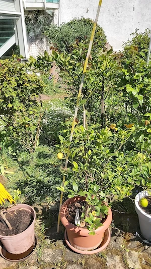 Biete schöne Zier Mandarine im Topf ca 1,40 m Hoch