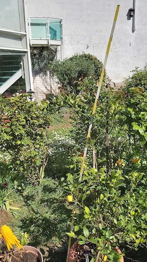 Biete schöne Zier Mandarine im Topf ca 1,40 m Hoch