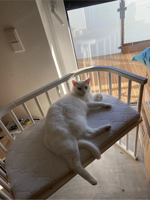  Nani sucht liebevolles Zuhause   Bild 8