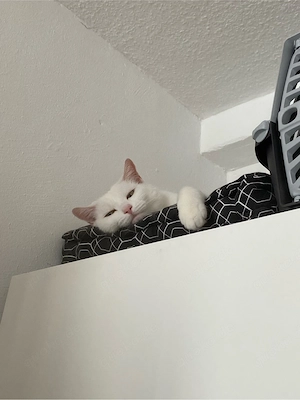  Nani sucht liebevolles Zuhause   Bild 7