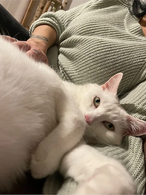  Nani sucht liebevolles Zuhause   Bild 9