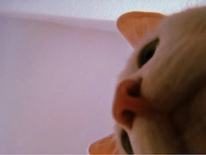  Nani sucht liebevolles Zuhause   Bild 3