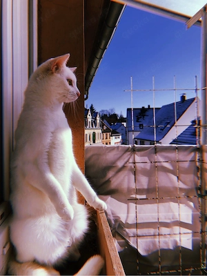  Nani sucht liebevolles Zuhause   Bild 6