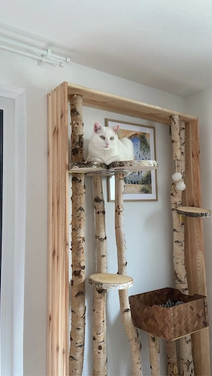  Nani sucht liebevolles Zuhause   Bild 10