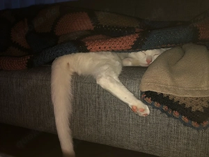  Nani sucht liebevolles Zuhause   Bild 4