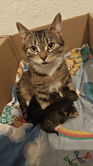 Süße Babykatzen abzugeben   