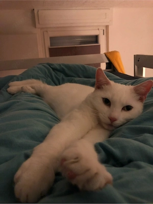  Nani sucht liebevolles Zuhause   Bild 5