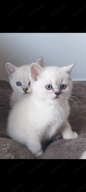 Katzenbaby britschkurzhaar