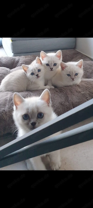 Katzenbaby britschkurzhaar Bild 2