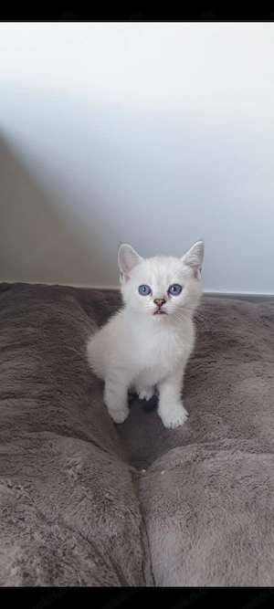 Katzenbaby britschkurzhaar Bild 3