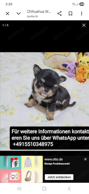 Chihuahua welpen 