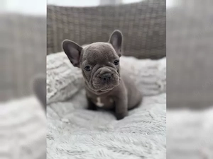 französische Bulldoggen Welpen