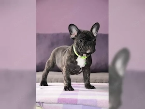  Französische Bulldoggen Welpen