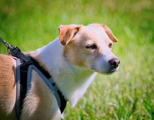 Dakar - ein sanfter Schatz