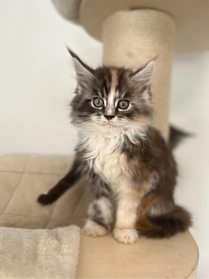 Maine Coon Kitten mit Stammbaum