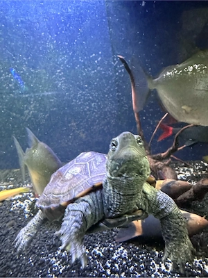 Chinesische Dreikielschildkröte