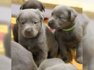 reinrassigen labrador retriever welpen