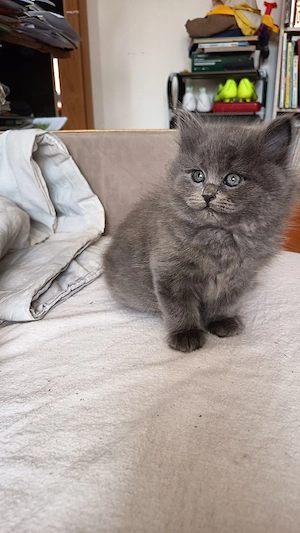 Birma - Perser-Kätzchen - Letzte  grau Kater