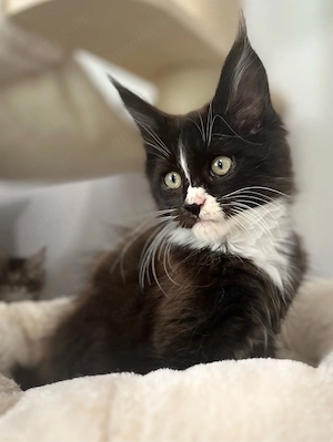 Maine Coon Kitten mit Papiere