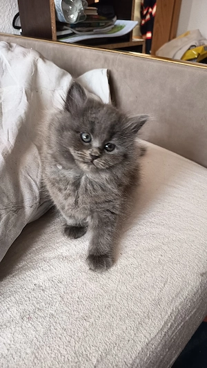 Birma - Perser-Kätzchen- Letzte grau Kater 