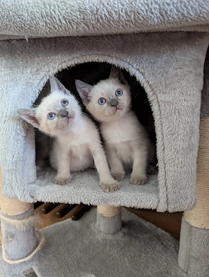 Kitten Siam-Thai 