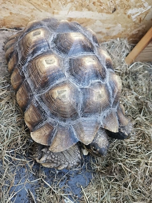 2 Spornschildkröten, centrochelys sulcata, 7 2021