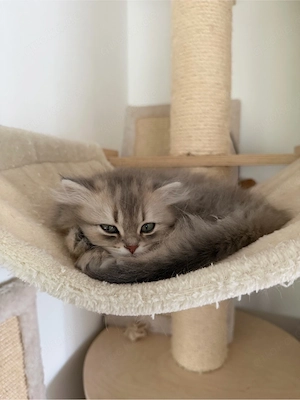 letztes BKH Kitten weibchen abzugeben