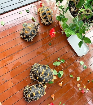 Strahlenschildkröte zu verkaufen