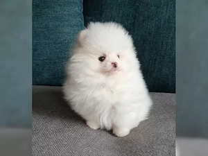 Pomeranian Zwergspitz Welpen