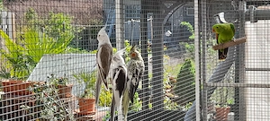 Nymphensittiche Weißkopfschecken abzugeben