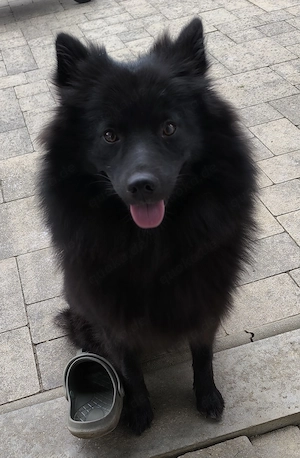 Unsere liebe Maya Spitz Dame 