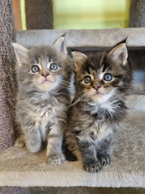 Reinrassige Maine Coon Kitten XXL 