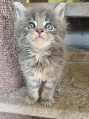 Reinrassige Maine Coon Kitten XXL 