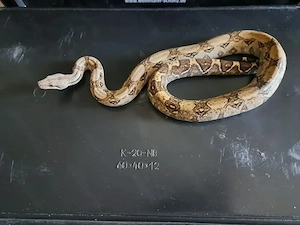 1.0 Boa imperator nz25 