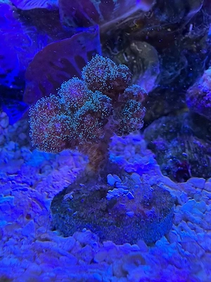Pocillopora Himbeere Ableger