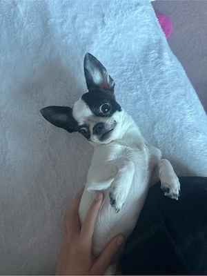 Niedlicher kleiner Chihuahua Rüde