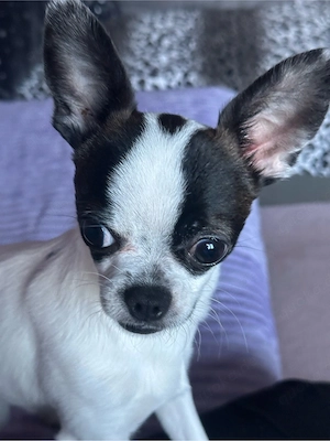 Junger Chihuahua Rüde