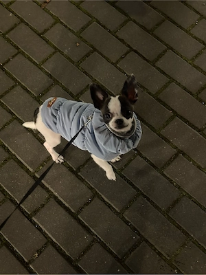 Niedlicher kleiner Chihuahua Rüde