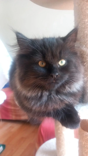 Katze schut ein neues Zuhause 