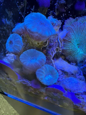 Grüne  Caulastrea Ableger abzuben