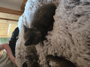 BKH-Mix Kitten